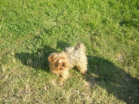 mon titi chien d'amour