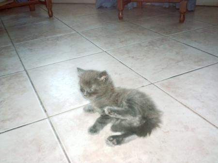 ma nainette